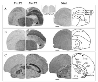 FoxP expression in the songbird brain