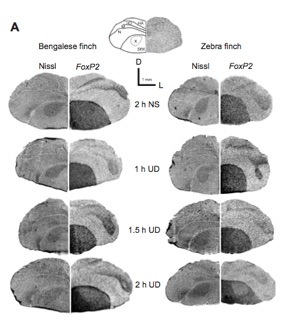 Behavioral regulation of FoxP2 in two songbirds Chen et al., 2013