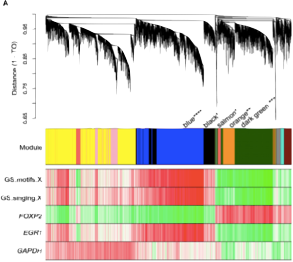 WGCNA gene modules in Area X